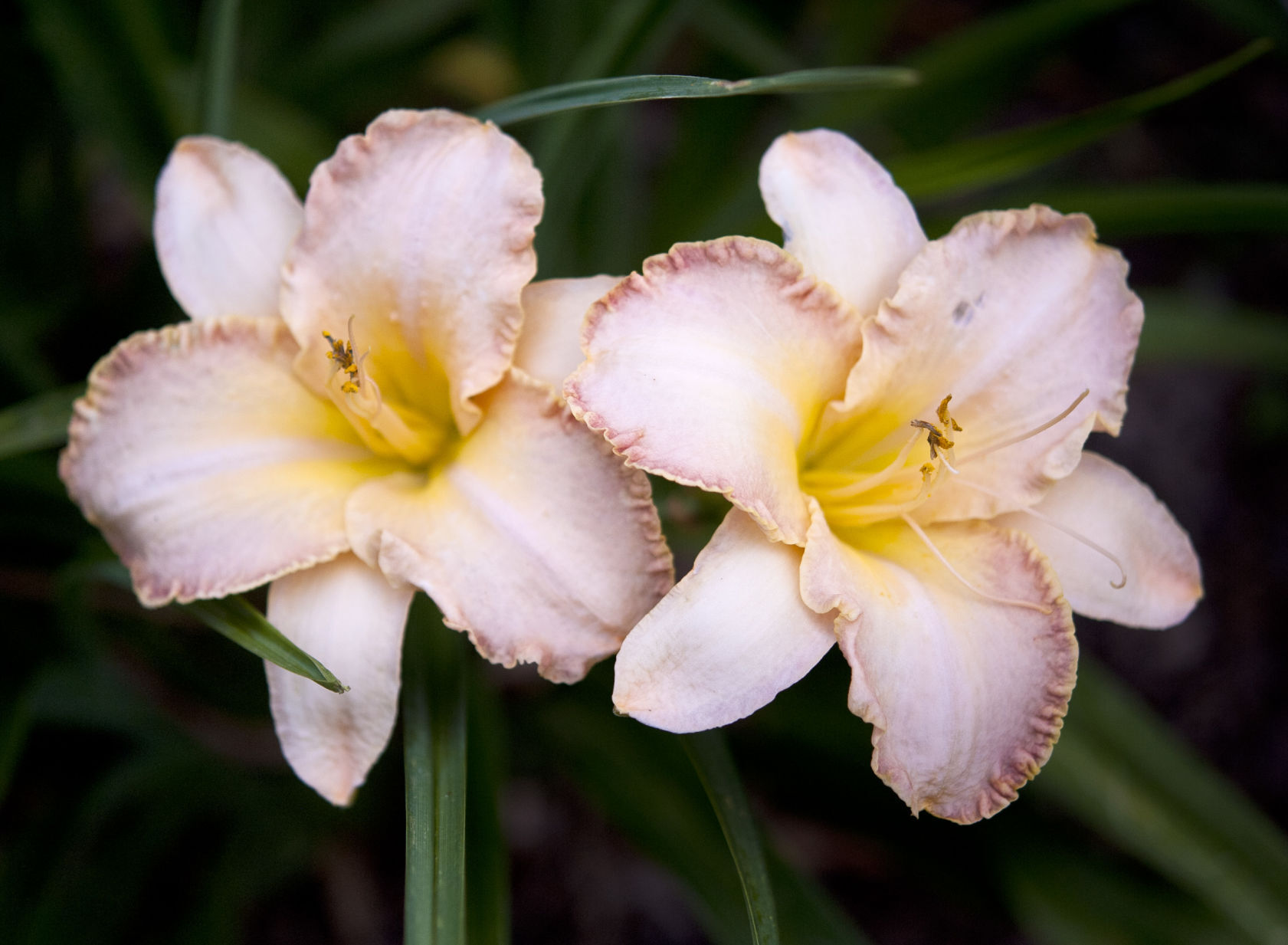 Davis Boxwood & Daylily Nursery